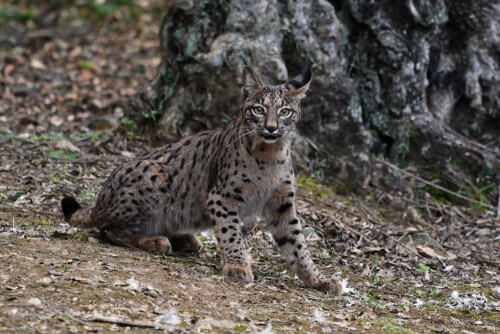Situación del lince ibérico
