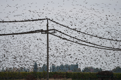 Sol negro: estorninos