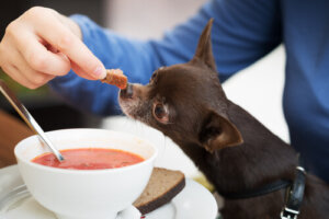 ¿Puedes dar sopas a tu perro?