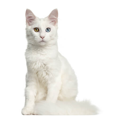Sordera en gatos blancos