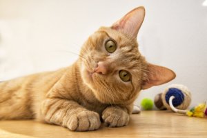 Información sobre la sordera en gatos
