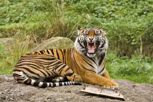 5 subespecies de tigres