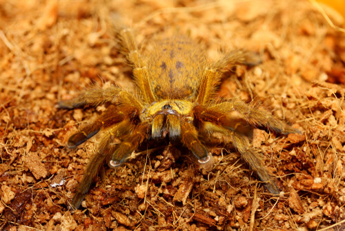Tarántula babuina naranja