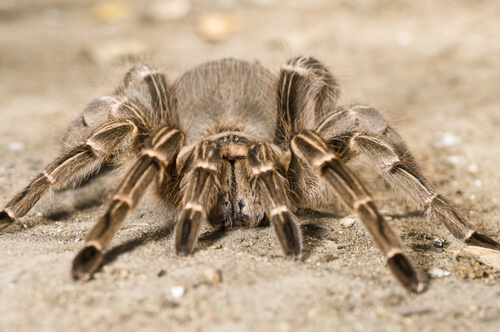 Tarántula cebra