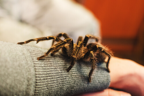 Wie man eine Vogelspinne füttert