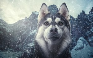 Taxonomía del perro doméstico