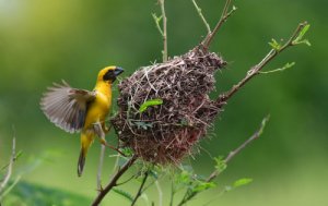 Conoce a los tejedores, unas aves constructoras