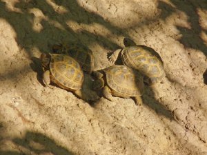 ¿Puedo tener varias tortugas rusas?