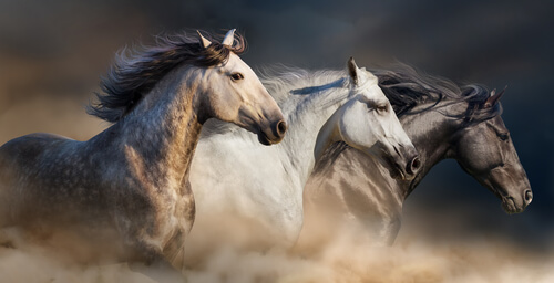 El tétanos en caballos El tétanos en caballos