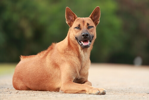 Thai ridgeback dog: carácter
