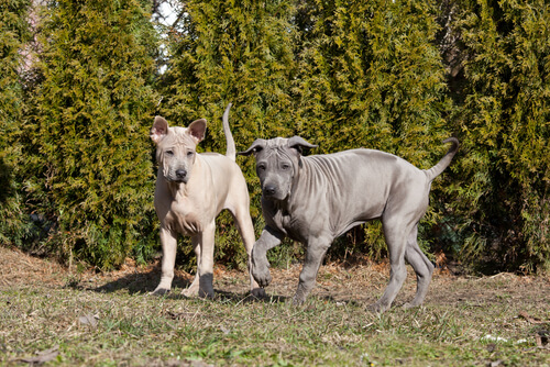 Thai ridgeback dog: características