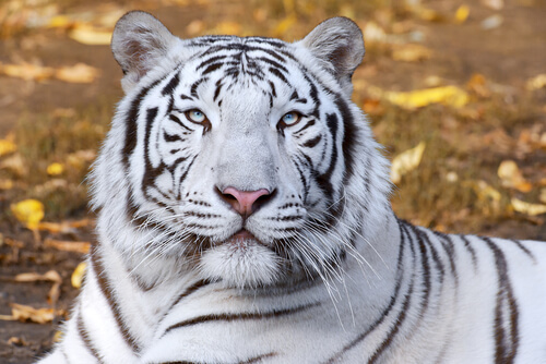 Tigre blanco de Feng Shui