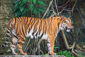 La fauna de Indochina