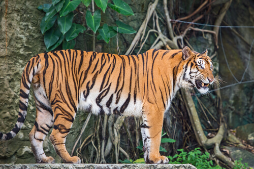 Tigre de Indochina: características