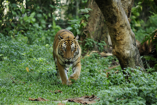 Tigre de Malasia: descripción