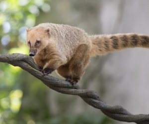 Tipos de coatí, un bonito mamífero