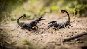 Los escorpiones: 8 datos que debes saber