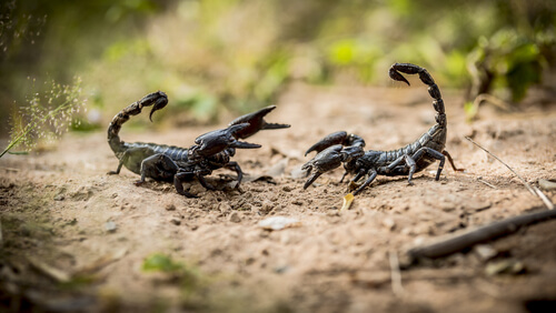 Los escorpiones: 8 datos que debes saber