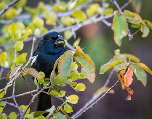 El tordo, ¿has visto volar a un pájaro semejante?
