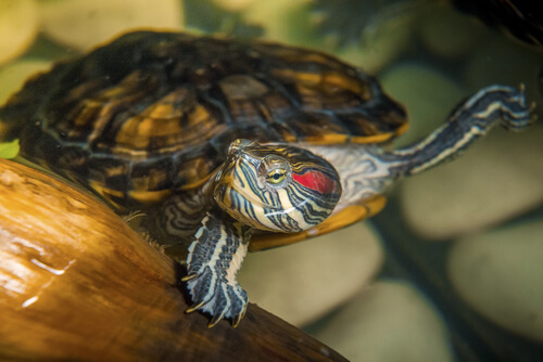 Tortuga de agua como mascota