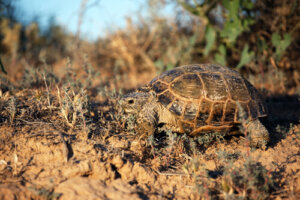 Características de la tortuga de Horsfield