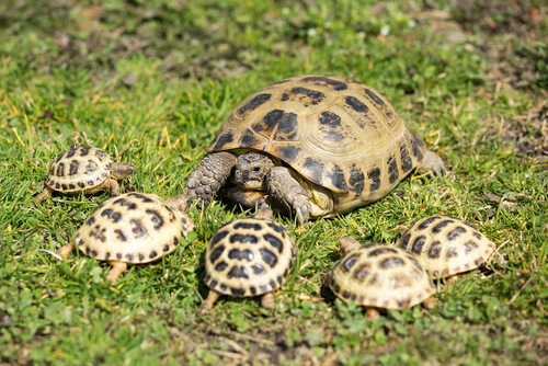 Une mère tortue et ses petits.