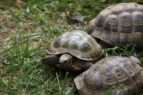 Tortuga rusa agresiva