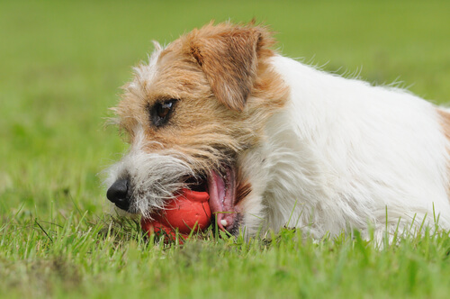 Trastorno obsesivo-compulsivo en perros: síntomas y tratamiento