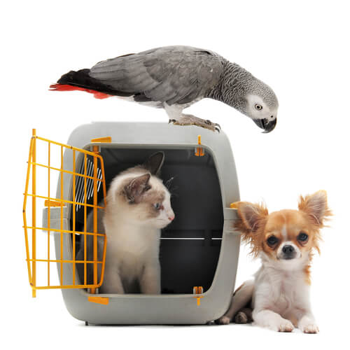 Transporte para aves