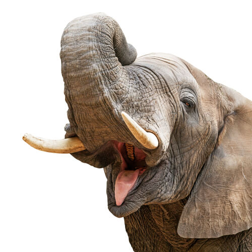 5 datos sobre la trompa del elefante