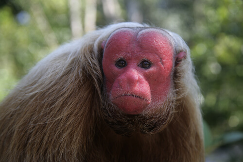 Mono uacarí, el llamado "calvo colorado".
