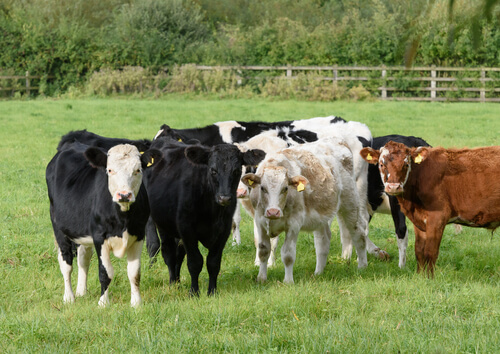 Vacas miniatura