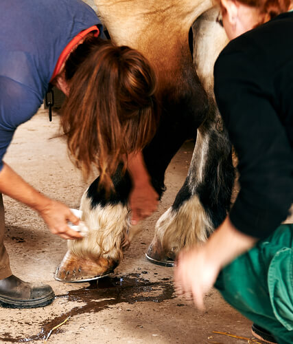 Vacuna de tétanos en caballos