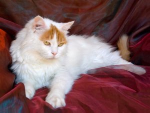 Un gato nadador: el Van Turco