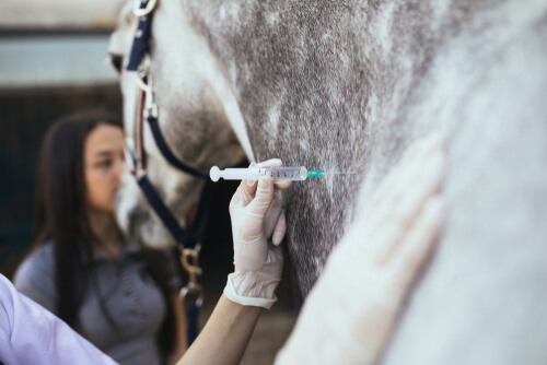 Cheval qui reçoit un vaccin.
