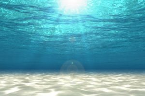 ¿Cómo es la vida en el mar?