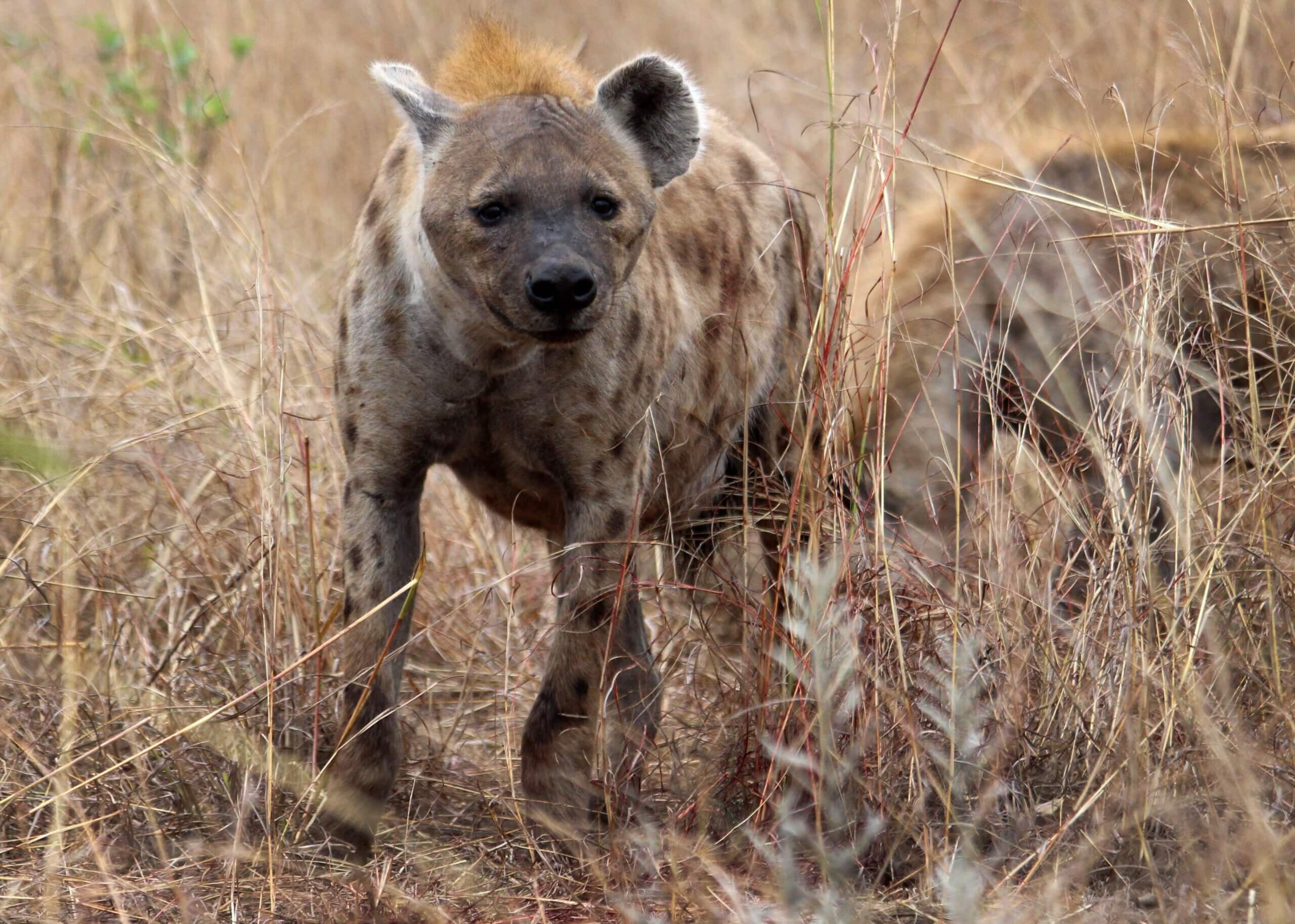 Une hyène.