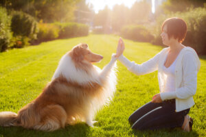 Adiestramiento del collie