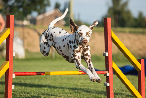 Mejora la agilidad de tu perro con estos ejercicios