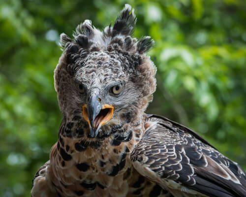 Águila coronada