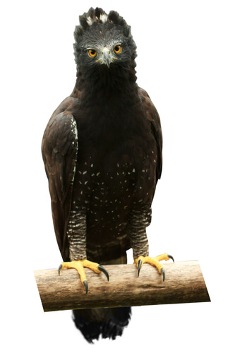 Águila crestada