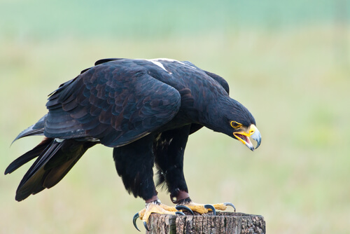 Águila de Verreux