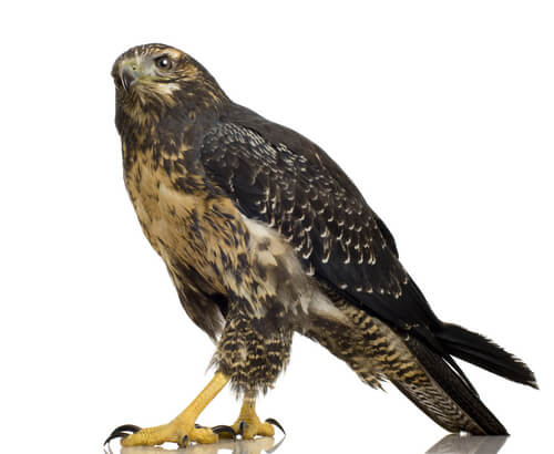Águila escudada