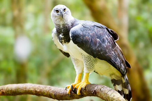 Águila harpía