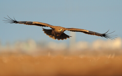Águila imperial oriental