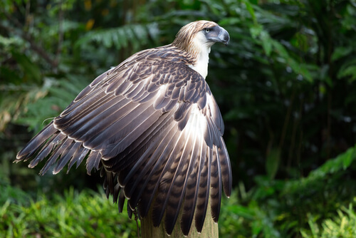 Águila monera filipina