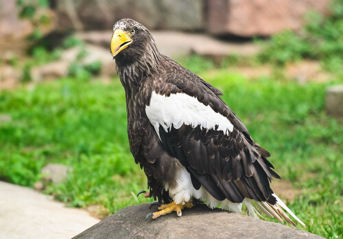 Águila steller