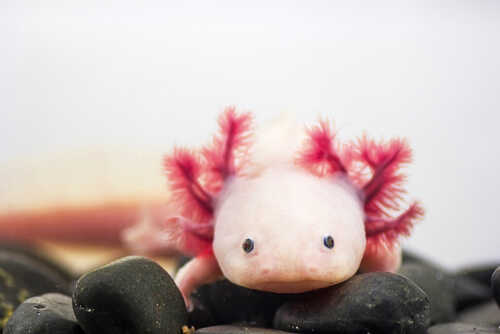 Axolotl mexicain.