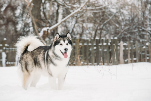 Alaskan malamute: carácter