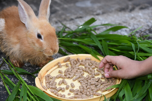 Alimentación del conejo